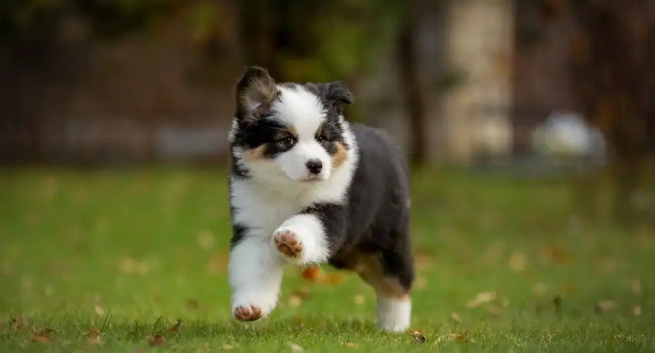 puppy