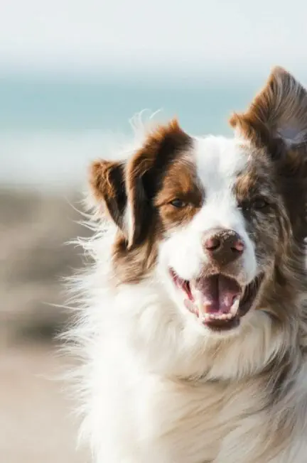Getting Your Dog Into a Good Routine