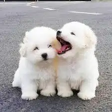 3 Simple Ways To Make It Through Puppyhood