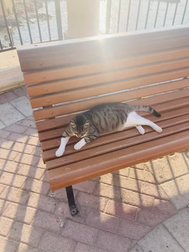 Cat Park - Review of Independence gardens, Sliema, Malta