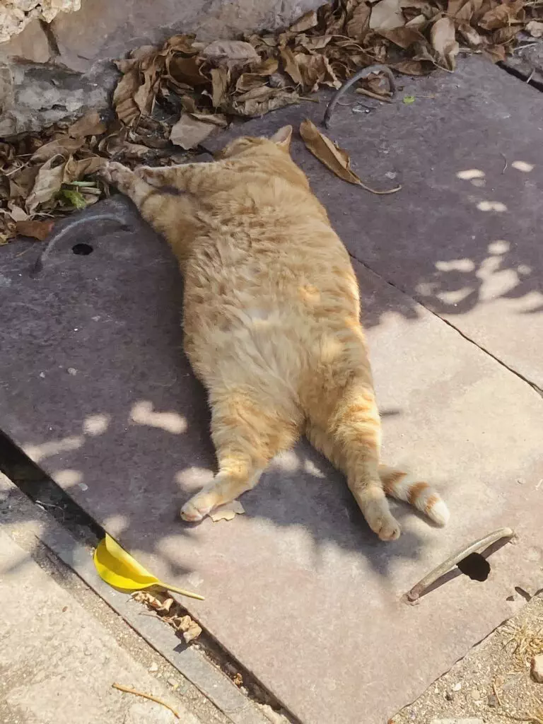 Cat Park - Review of Independence gardens, Sliema, Malta