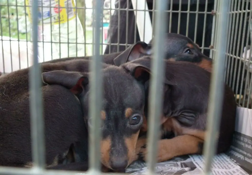  "FOUR PAWS" N01 Charity