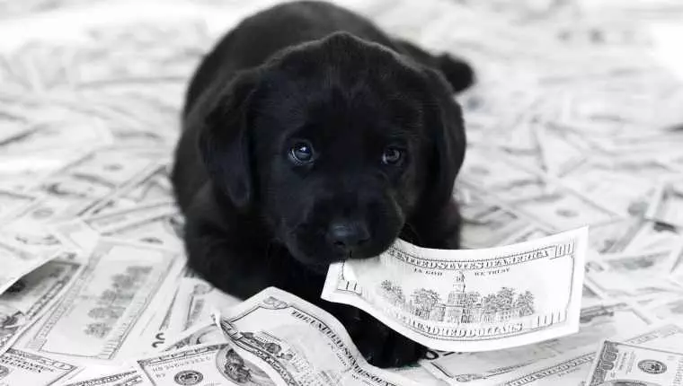 Top Tips for Saving Money on Pet Costs