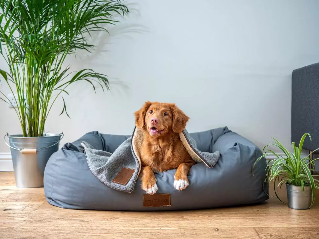4 Simple Ways to Create a Comfortable Environment for Your Family Dog