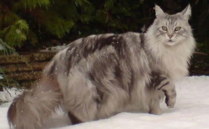 6 Best Cat Breeds for Emotional Support