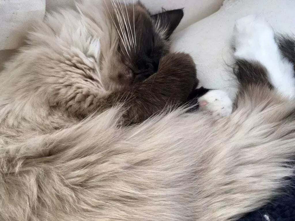 Ragdoll Cat Facts: 12 Things About Ragdolls You Probably Didn