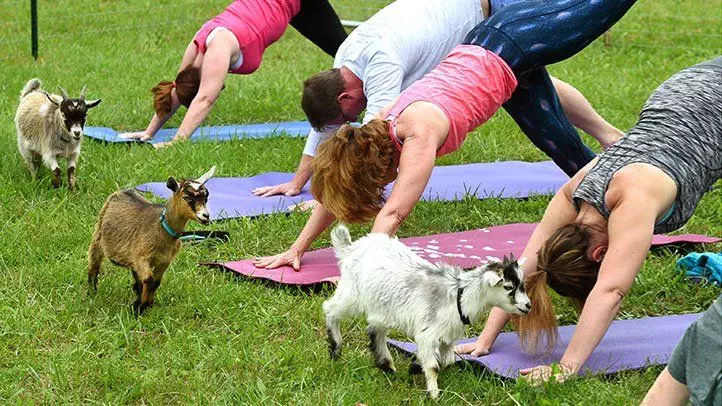 Different Types of Animal Yoga