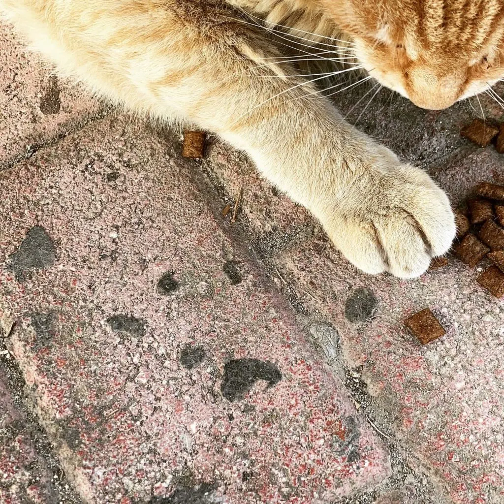 lifestyle cats
