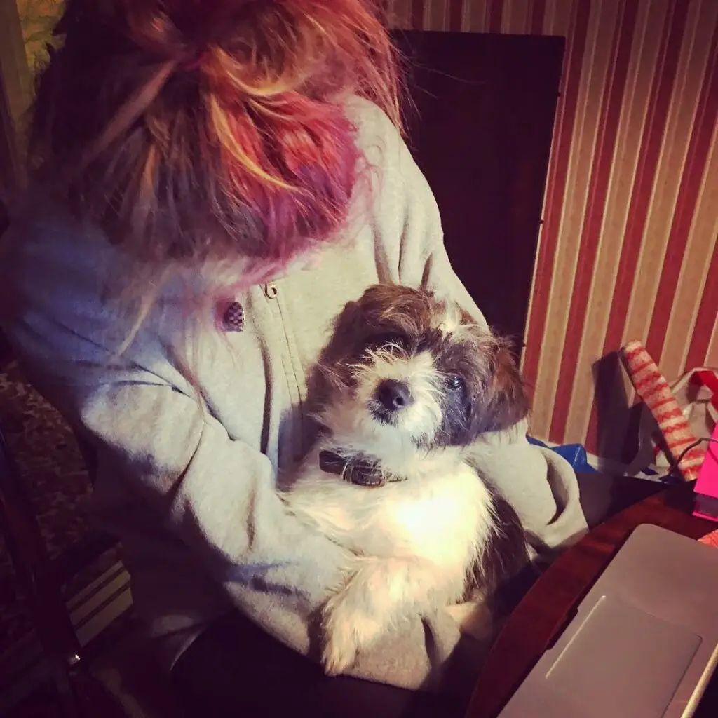 Walking an Over-Excited Furry Friend- Some Ways to Do It the Right Way