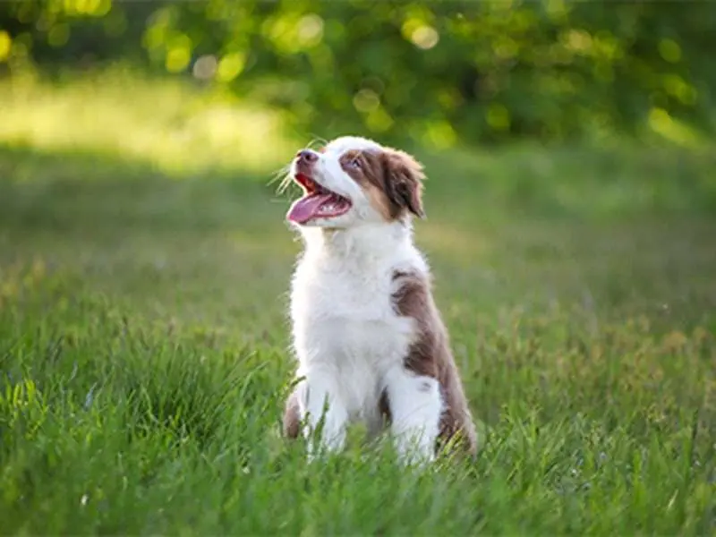 When Could Your Dog Have To Deal With The Law?