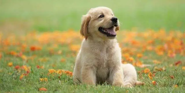 When Could Your Dog Have To Deal With The Law?