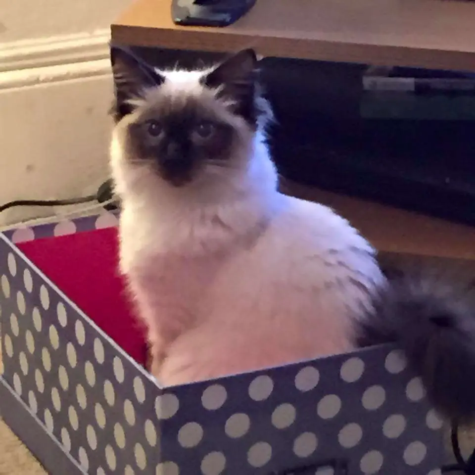 6 Best Cat Breeds for Emotional Support