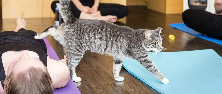 Different Types of Animal Yoga